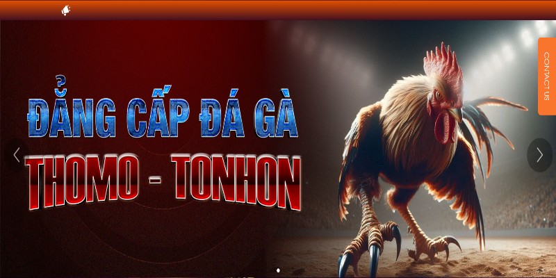 Tổng quan về bồ gà Tonhon
