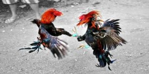 Cách chọn gà chọi hay dựa vào bắp đùi to