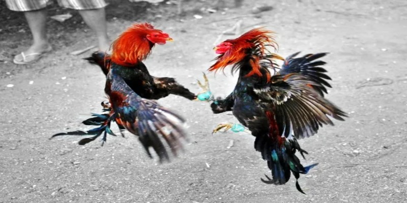 Cách chọn gà chọi hay dựa vào bắp đùi to