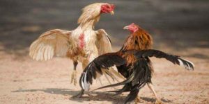 Dựa vào bộ lông để lựa chọn