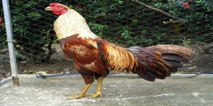 Cách chữa gà bị đá mù mắt hiệu quả