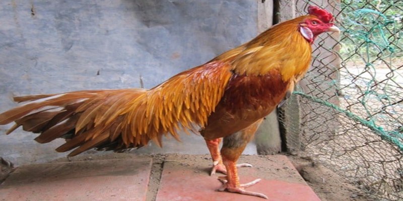 Nguyên nhân khiến gà chọi không tiêu