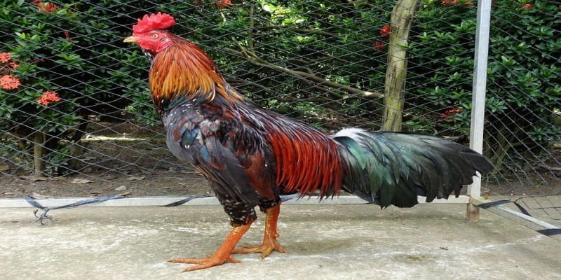 Ngưng cho ăn thức ăn khó tiêu hoặc thức ăn sống khi gà bị đi ngoài