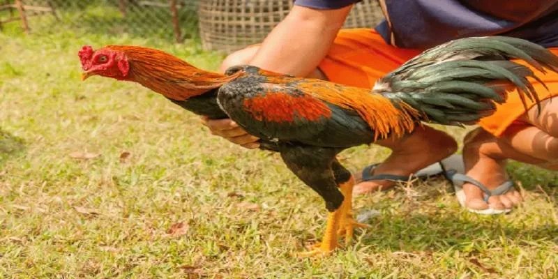 Gà chọi đi ngoài có thể xuất phát từ nhiều yếu tố khác nhau