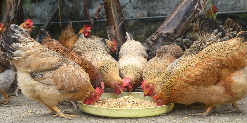 Mẹo gia tăng sức khoẻ cho gà