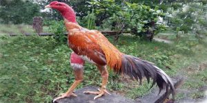 Cách chữa mốc cho gà chọi hiệu quả