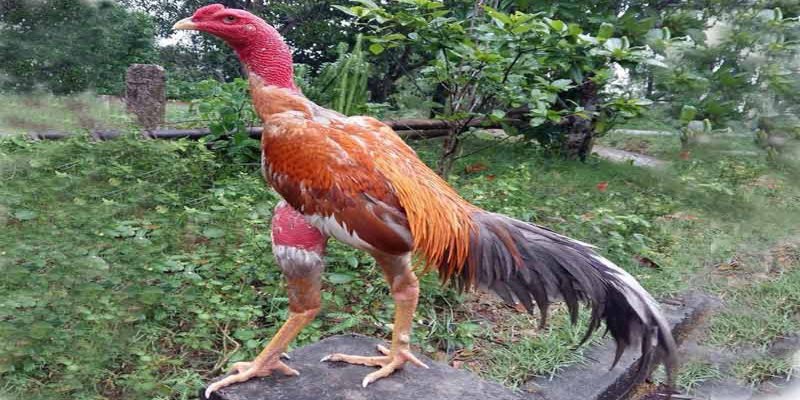 Cách chữa mốc cho gà chọi hiệu quả