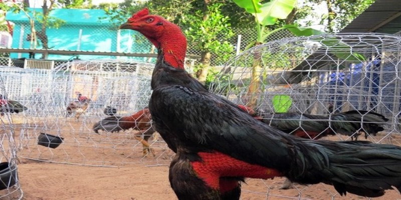 Cân dối dinh dưỡng để đảm bảo không bị mốc