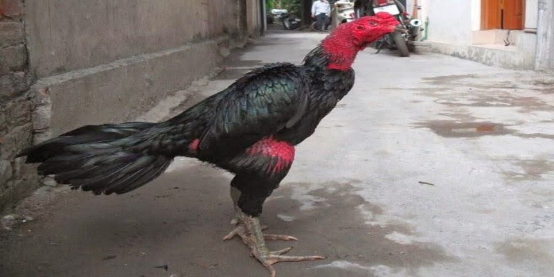 Nguyên nhân dẫn đến gà bị nấm mốc