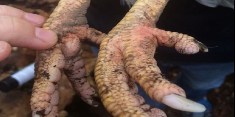 Sưng cụm bàn chân - dấu hiệu thường gặp ở gà chọi