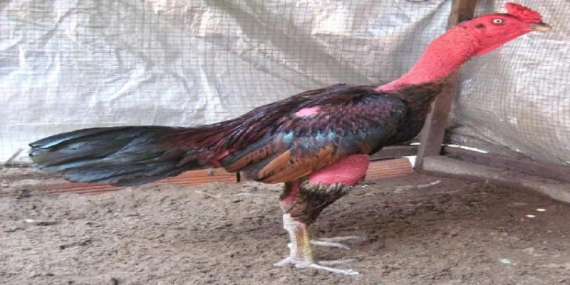 Chăm sóc gà sau điều trị là cách phòng ngừa bệnh tái phát