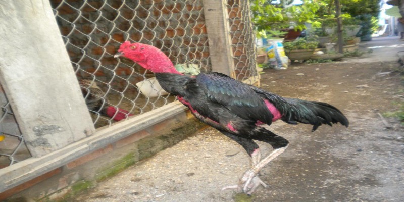 Lưu ý quan trọng khi nuôi gà chọi con