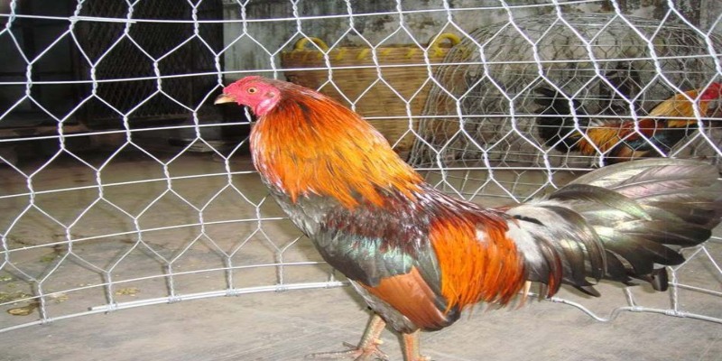 Lý do cần nắm rõ cách nuôi gà đá 