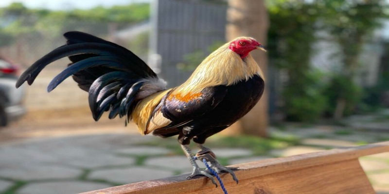 Nguyên nhân dẫn đến gà bị hốc