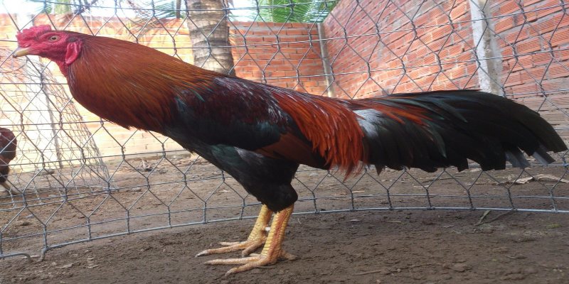 Luyện tập thể dục điều độ là cách hiệu quả