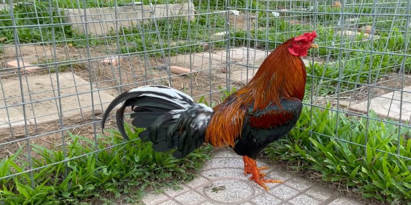 Ưu điểm khi gà nòi đá cựa sắt tới pin