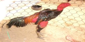 Cách phơi nắng cho gà chọi hiệu quả