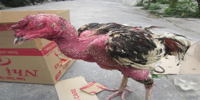 Lợi ích khi phơi nắng cho gà chọi