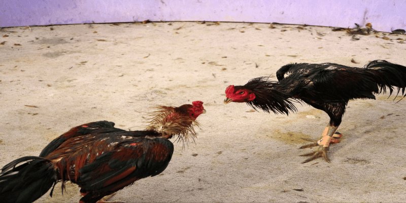 Cách chọn gà chọi đá hay qua xem màu mắt gà