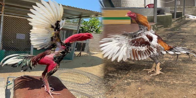 Tầm quan trọng của màu mắt khi chọn gà