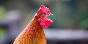 Chọn gà chọi qua tiếng gáy vang và dứt khoát