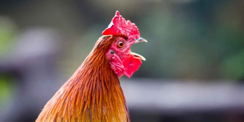 Chọn gà chọi qua tiếng gáy vang và dứt khoát