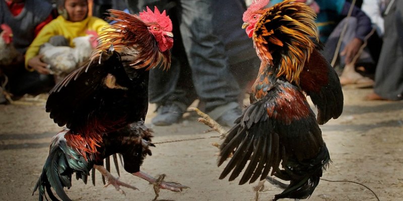 Lý do nhiều người chọn gà chọi qua cách xem lưng