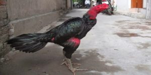 Nguyên nhân dẫn đến nấm họng ở gà chọi