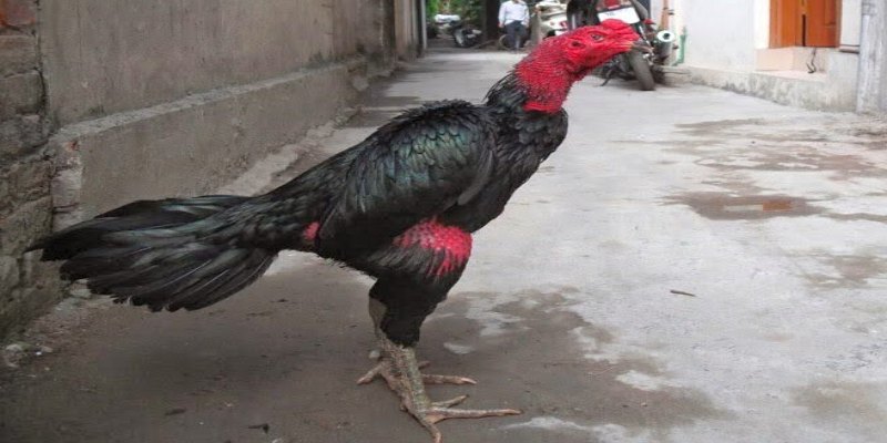 Nguyên nhân dẫn đến nấm họng ở gà chọi