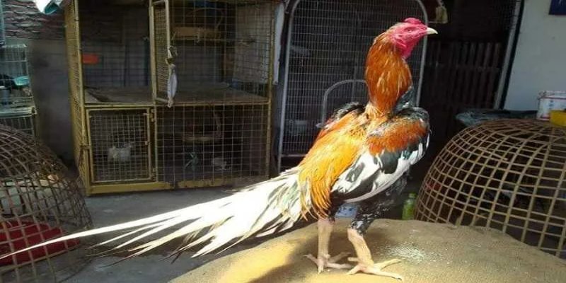 Sử dụng thuốc nấm để chữa bệnh nấm họng cho gà chọi