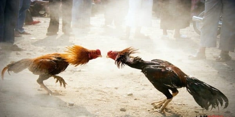 Hướng dẫn tham gia chơi vô cùng đơn giản