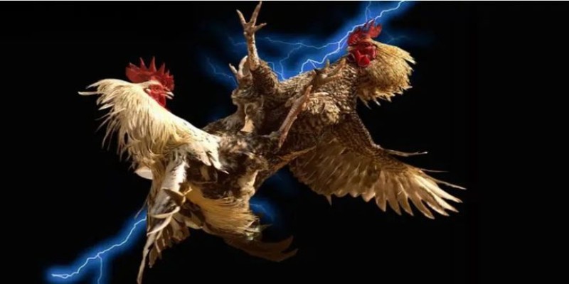 Trải nghiệm đá gà tiện lợi mọi lúc