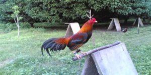 Cách nuôi gà Asil Bobby Boles đúng chuẩn giúp gà phát triển tối ưu