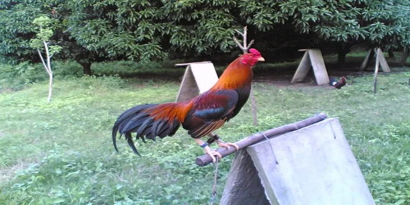 Cách nuôi gà Asil Bobby Boles đúng chuẩn giúp gà phát triển tối ưu