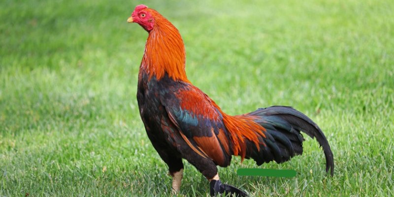 Gà Asil Bobby Boles khởi nguồn từ bộ gen Asil cổ truyền