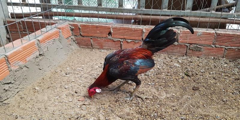 Nhận dạng gà dựa vào hình dáng, màu lông và tinh thần chiến đấu