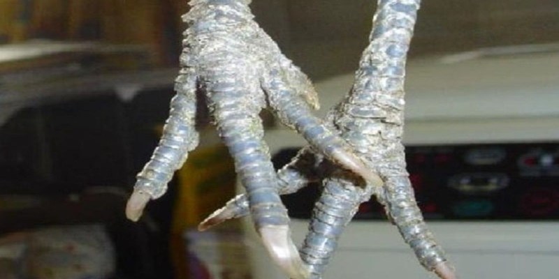 Nguyên nhân chủ yếu khiến gà bị nấm chân là môi trường chuồng trại ẩm thấp