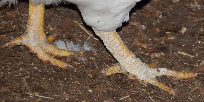 Người nuôi nên phun thuốc sát khuẩn định kỳ