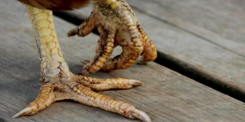 Cần chú trọng tăng cường dinh dưỡng cho gà