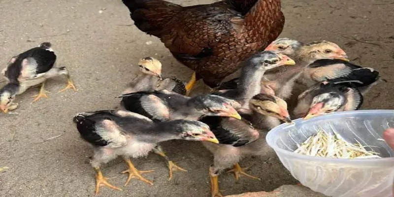 Tìm hiểu về gà chọi 6 tháng tuổi mấy kg