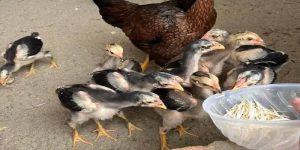 Cách chăm sóc trong thời gian trứng ấp