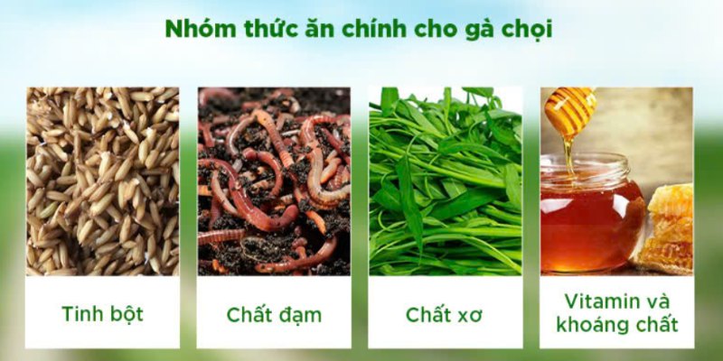 Chế độ dinh dưỡng giàu protein, vitamin và khoáng chất