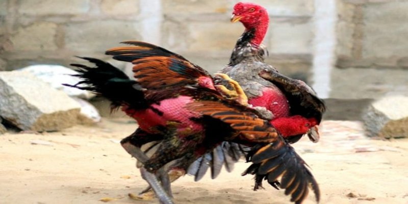 Thân hình rắn chắc, cơ bắp phát triển, chân khỏe