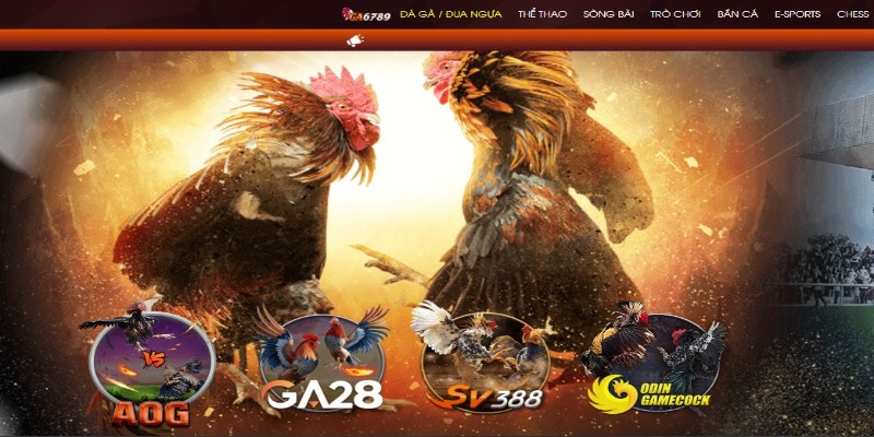 Kiểm tra sức khỏe định kỳ giúp phát hiện vấn đề ngay từ đầu và bảo vệ sức khỏe gà