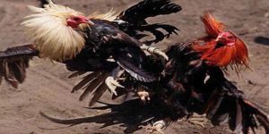 Khả năng ra đòn chính xác sẽ giúp gà đá hầu chiếm ưu thế trên sàn đấu