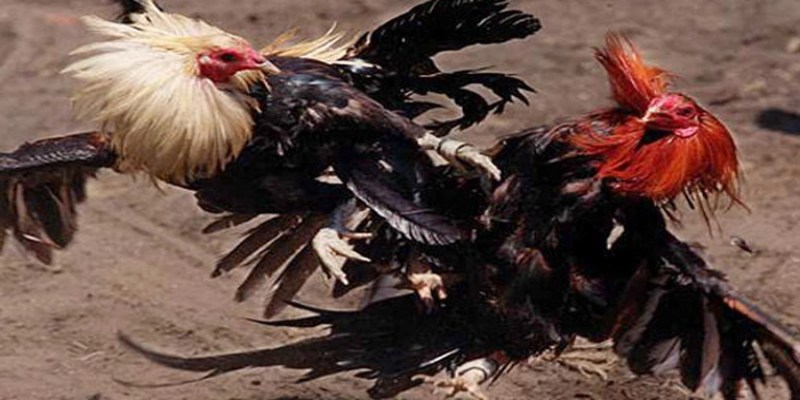 Khả năng ra đòn chính xác sẽ giúp gà đá hầu chiếm ưu thế trên sàn đấu