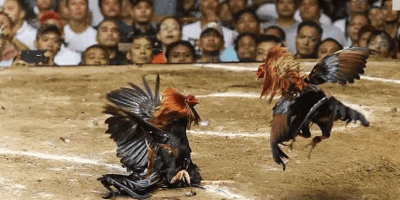 Lợi dụng các hình thức “show gà” để gia tăng lợi nhuận