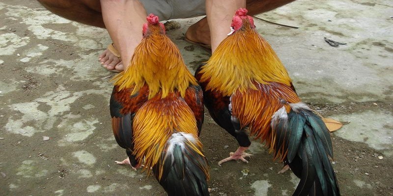 Những con gà được mệnh danh là thần mang lại giá trị cao