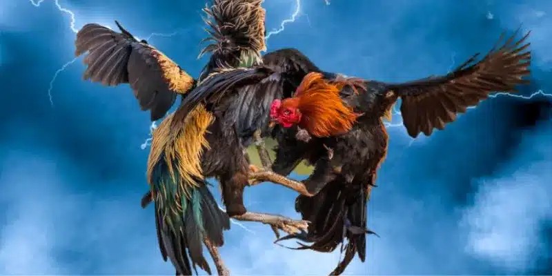 Dự đoán kết quả trực tiếp