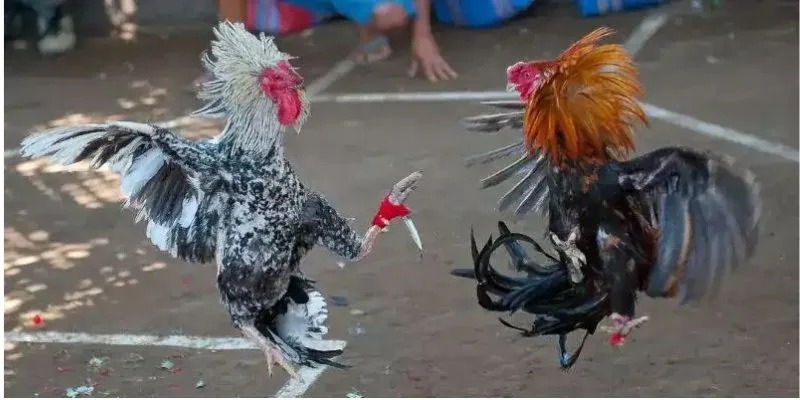 Cách thức tham gia đơn giản